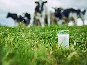 Saat Ribuan Ton Susu Jerman Barat Tercemar Ledakan Nuklir