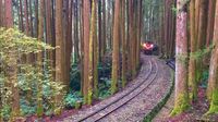 Menembus jalur sempit di dalam hutan Alishan (Liao Yuan-chiao/CNN Travel)