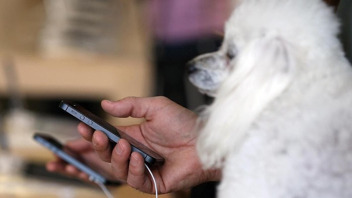 Keranjingan main gadget, seperti ponsel, bisa bikin hewan peliharaan cemburu (Foto: Justin Sullivan/Getty Images) Keranjingan main gadget, seperti ponsel, bisa bikin hewan peliharaan cemburu (Foto: Justin Sullivan/Getty Images)