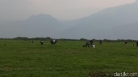 ejatinya Rawa Pening di Kabupaten Semarang merupakan danau yang dipenuhi oleh eceng gondok. Namun, kemarau panjang mengubahnya jadi sabana atau padang rumput (Eko/detikTravel)