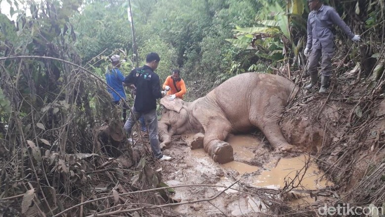 Gajah Amirah yang Kena Jebakan Jerat di Aceh Mati Gajah Amirah yang Kena Jebakan Jerat di Aceh Mati