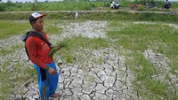 Puluhan hektare lahan pertanian di Desa Tanjung Pecinan, Mangaran, Situbondo, Jawa Timur retak akibat musim kemarau dan tidak adanya air saluran irigasi sehingga terancam gagal panen. Antara Foto/Seno.