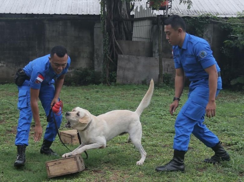 BNN Cari 74 CPNS untuk Jadi Pawang Anjing, Berminat? BNN Cari 74 CPNS untuk Jadi Pawang Anjing, Berminat?