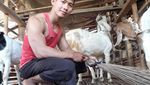 Bugar ala Petani Sixpacks dari Brebes, Angkat Kambing Sampai Bebek