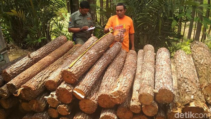 Ilustrasi Kayu Foto: Adhar Muttaqin Ilustrasi Kayu Foto: Adhar Muttaqin