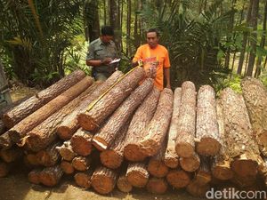 Pencurian Kayu di Hutan Trenggalek Digagalkan, Sayang Pelaku Kabur