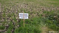 Apabila musim hujan datang, rawa ini akan kembali dipenuhi oleh eceng gondok (Eko/detikTravel)