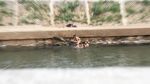 Air Surut, Sungai Ciliwung Jadi Tempat Berenang Anak-anak