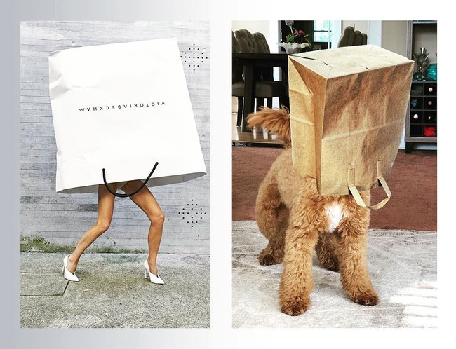 Tak hanya manusia, anjing lucu ini pun tak ingin ketinggalan mengejek foto pemotretan Victoria Beckham. Foto: Instagram @moku.the.dog