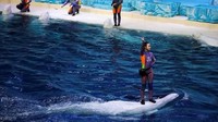 Mulai dari berfoto, berenang sampai membawa pelatih di atas badannya, semua dilakukan untuk menghibur wisatawan. Padahal seharusnya mamalia ini hidup bebas di lautan dan menjaga kelangsungan ekosistem. Kalau menurut traveler bagaimana? (Reuters/ Bobby Yip)