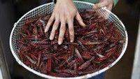 Sama seperti di Indonesia, masyarakat Israel juga makan belalang. Sajian bernama locusts ini renyah karena belalang digoreng kering sebelum dinikmati. Foto: VosIzNeias