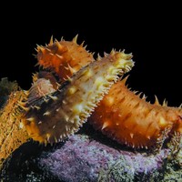 Teripang biasanya digunakan sebagai bahan bumbu masakan. Tapi ternyata juga bisa untuk perawatan kulit. Bertajuk Marine Food Gel Mask, Skinfood merilis masker dengan peptida yang berasal dari ekstrak teripang. Peptida dipercaya bisa meningkatkan produksi kolagen dan meminimalisir tampilan garis halus serta kerutan. Hasilnya kulit tampak lebih segar dan muda. Foto: iStock