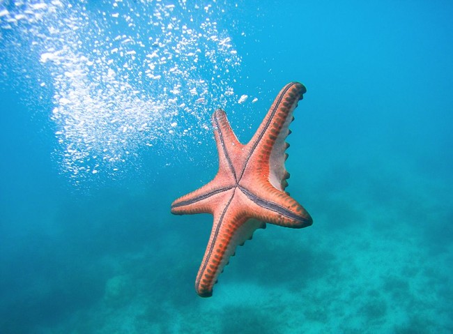 Brand kosmetik Mizon mengeluarkan sheet mask dengan bahan bintang laut. Produk bernama Mizon Returning Satrfish Bio Mask ini diklaim kaya akan kolagen yang bermanfaat menghaluskan kerutan, memperbarui sel, membuat wajah cerah dan bercahaya. Foto: iStock