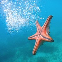 Brand kosmetik Mizon mengeluarkan sheet mask dengan bahan bintang laut. Produk bernama Mizon Returning Satrfish Bio Mask ini diklaim kaya akan kolagen yang bermanfaat menghaluskan kerutan, memperbarui sel, membuat wajah cerah dan bercahaya. Foto: iStock