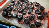 Daging ikan tuna memang lezat, tapi bagaimana dengan matanya? Orang Jepang ternyata mengonsumsi bola mata tuna. Biasanya dimasak dengan cara dikukus atau direbus, lalu dibumbui bawang putih atau soy sauce. Kata orang, rasanya seperti cumi! Foto: Deep Sea News