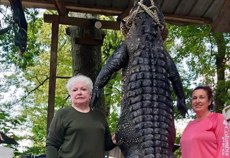 Nenek di AS Bunuh Aligator 263 Kg karena Makan Miniatur Kudanya Nenek di AS Bunuh Aligator 263 Kg karena Makan Miniatur Kudanya