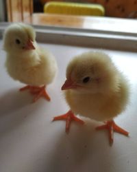 Ditinggal 3 Minggu di Jendela, Telur Ini Menetaskan Anak Ayam!