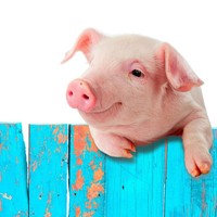 Masker dari Holika Holika bernama Pig-Collagen Jelly Gel Mask Sheet mengandung kolagen babi yang diklaim bisa melembapkan dan mengencangkan kulit. Setelah memakai masker ini, kulit dijanjikan akan terasa lebih elastis dan kenyal. Foto: iStock