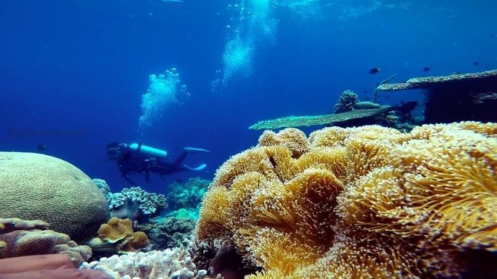 Ilustrasi menyelam. Foto: (Andri Pranata Kusuma/dTraveler) Ilustrasi menyelam. Foto: (Andri Pranata Kusuma/dTraveler)