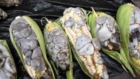 Kalau ada jamur di jagung, umumnya orang akan membuangnya. Tapi di Meksiko ada panganan huitlachoche, jamur yang membuat jagung tumbuh tak normal seperti spora hitam. Foto: Nibbles and Feasts