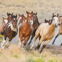 Guerisson memiliki produk sheet mask mengandung minyak kuda. Minyak ini dihasilkan dari lemak daging kuda. Minyak dari lemak kuda, substansinya dikatakan mirip dengan sebum minyak pada manusia, sehingga saat memakainya, akan lebih cepat terserap oleh kulit tanpa rasa lengket. Minyak kuda berfungsi melapisi epidermis dan memperbaiki sel kulit yang menjadikannya lembap, segar dan berkilau. Foto: iStock