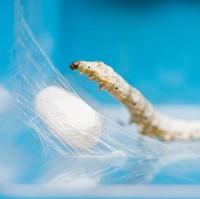 Etude House mengeluarkan sheet mask terbuat dari serat kepompong. Pada zaman China kuno, para wanita mendapati bahwa kepompong bisa membantu mengelupaskan sel kulit mati sehingga membuat wajah lebih cerah. Sheet mask dari Etude House ini diperkaa dengan protein yang berkhasiat membuat kulit lebih kuat, terlihat sehat dan mengurangi tanda-tanda penuaan. Foto: iStock