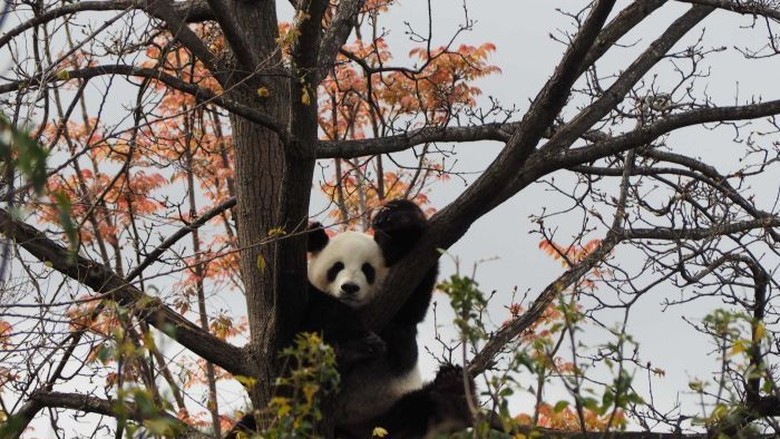 Panda di Kebun Binatang Adelaide Disuguhi Video Porno Panda di Kebun Binatang Adelaide Disuguhi Video Porno