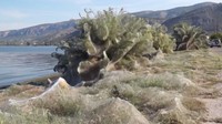 Jaring laba-laba jenis Tetragnatha itu menutupi areal tanaman sepanjang 300 meter di pinggir pantai kota Aitoliko, seperti dilaporkan Daily Hellas. (Foto: Dok. AMNA Pool / Ruptly via RT)