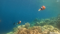 Bawah laut Wakatobi yang memiliki ragam ikan dan terumbu karang (Zaky Fauzi Azhar/detikTravel)