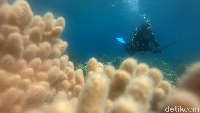 Diving di perairan Pulau Wangi-wangi (Zaky Fauzi Azhar/detikTravel)