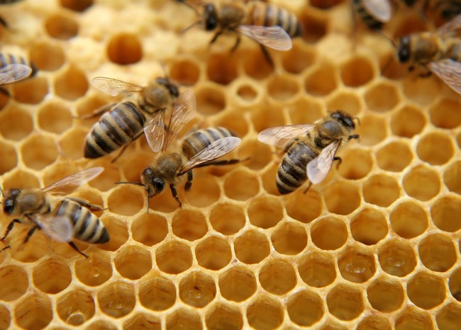 Skinfood merilis sheet mask dengan bahan aktif apitoxin atau sengat lebah. Esensinya racun lebah akan membuat kulit bereaksi seperti telah disengat lebah sehingga memicu tubuh meningkatkan aliran darah ke wajah, mendorong produksi kolagen dan elastin. Hasilnya, wajah jadi lebih kencang, lembap dan kerutan berkurang. Foto: iStock