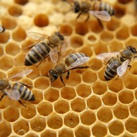 Skinfood merilis sheet mask dengan bahan aktif apitoxin atau sengat lebah. Esensinya racun lebah akan membuat kulit bereaksi seperti telah disengat lebah sehingga memicu tubuh meningkatkan aliran darah ke wajah, mendorong produksi kolagen dan elastin. Hasilnya, wajah jadi lebih kencang, lembap dan kerutan berkurang. Foto: iStock