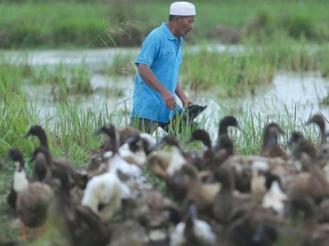 Che Hassan saat berternak bebek.