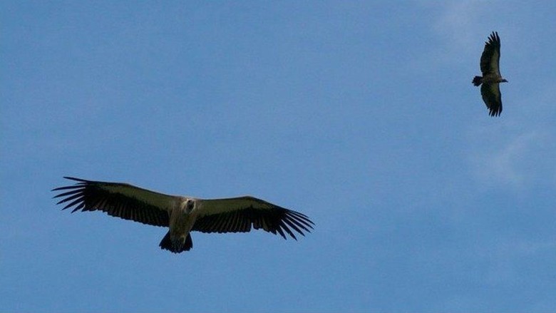 Perjuangan Menyelamatkan Burung Nasar Afrika Perjuangan Menyelamatkan Burung Nasar Afrika