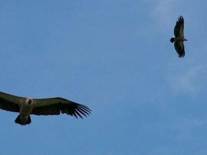 Perjuangan Menyelamatkan Burung Nasar Afrika