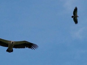 Perjuangan Menyelamatkan Burung Nasar Afrika