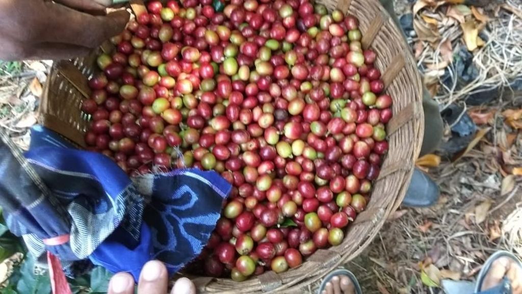 44.400 Kg Kopi Arabika Made in Situbondo Diekspor Perdana ke AS 44.400 Kg Kopi Arabika Made in Situbondo Diekspor Perdana ke AS