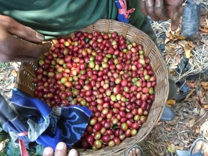 44 400 Kg Kopi Arabika Made In Situbondo Diekspor Perdana Ke As