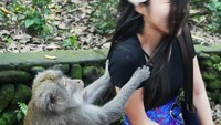 Terang saja, beberapa detik kemudian dia disambar monyet tersebut. Ada-ada saja... (harijisun/Instagram)