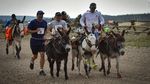 Coba Maraton Unik di Colorado, Lari Berdua Bareng Keledai