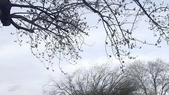 Pohon rakasa mendadak tumbang, pasti repot membersihkannya. Foto: boredpanda