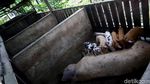Di Jayapura, Beternak Babi Bisa Untung Rp 10 Juta/Bulan