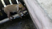 Program bantuan babi dari pemerintah pun sering memesan anakan babi milik Sofia.