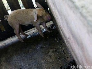 Kementan Waspadai Wabah ASF yang Serang Babi di China