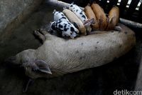 100+ Gambar Babi Kampung Terlihat Keren