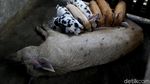 Di Jayapura, Beternak Babi Bisa Untung Rp 10 Juta/Bulan
