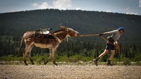 Keledai juga harus membawa peralatan menambang sebagai tradisi Colorado yang dulu dikenal sebagai kota tambang. (Foto: CNN)