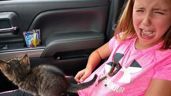 Kucing yang tak tahu adat. Foto: boredpanda