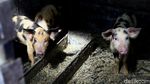 Di Jayapura, Beternak Babi Bisa Untung Rp 10 Juta/Bulan