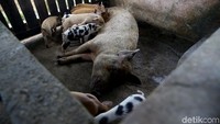 Beternak babi dilakoninya dari usaha sampingannya selain bertani.